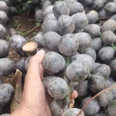 越南新鲜追风果中药材大果泡酒野生刺虎12个涂皮肤外用纯天然鲜果